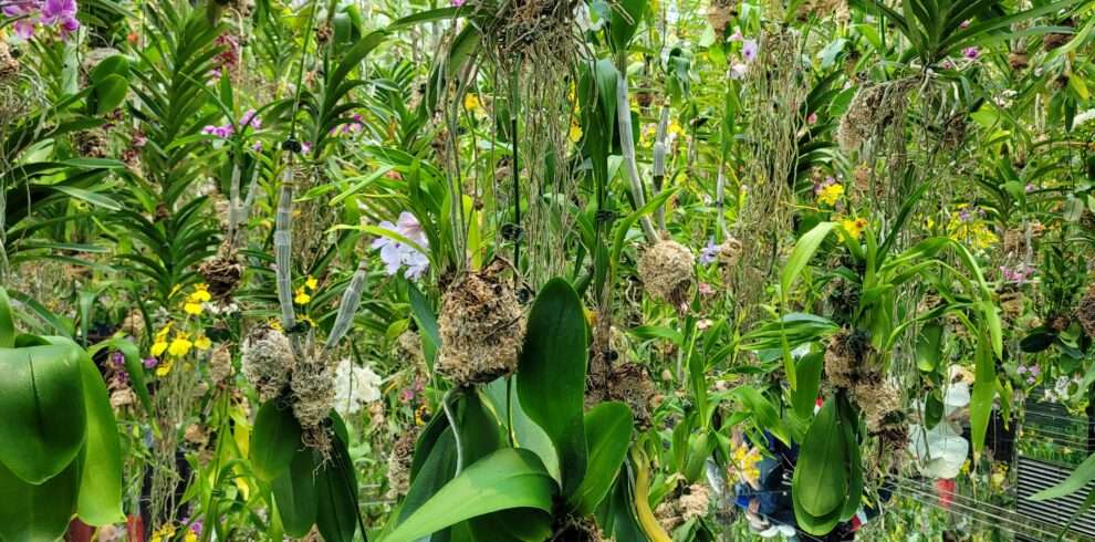 plants hanging upside down and a floor of mirrors in team lab planets museum