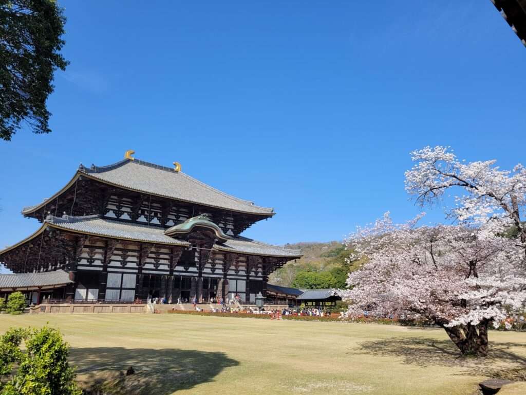 Picture of the famous Todai-ji in Nara with Sakura Tree blooming on the right.