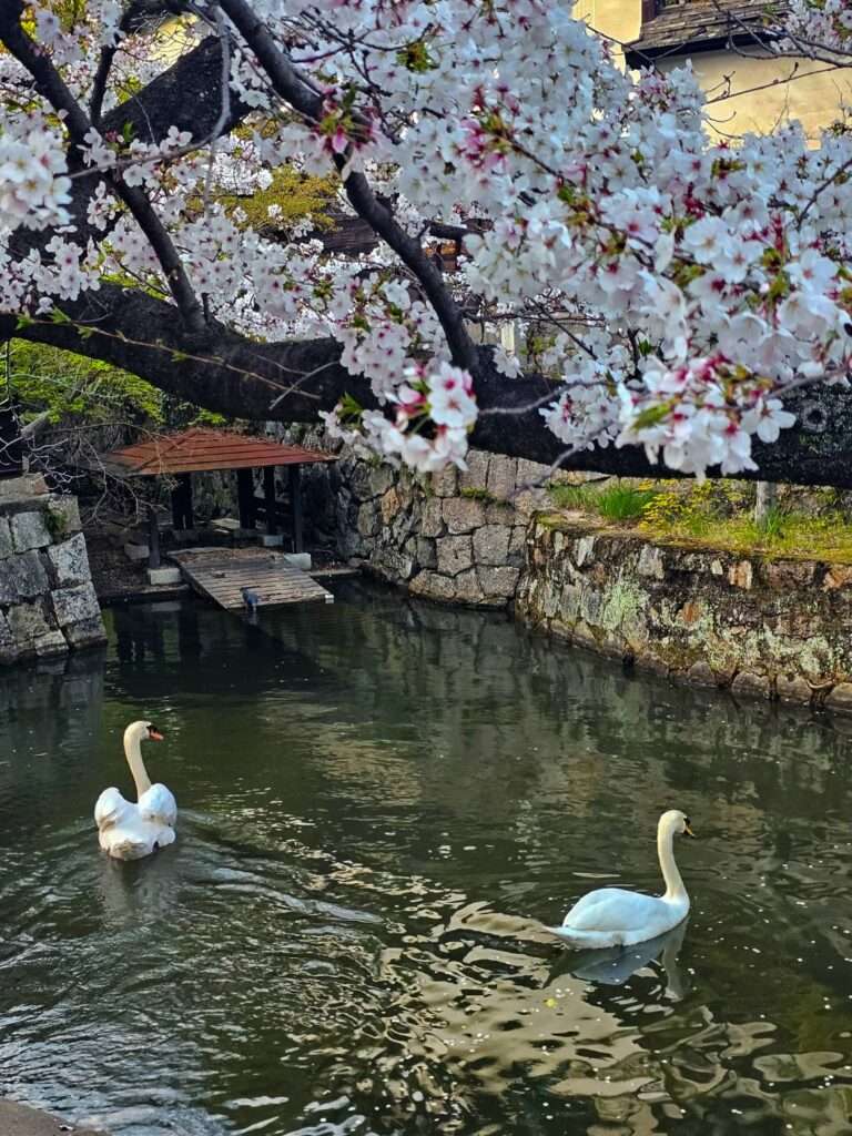 two swans with sakura trees in the kurashiki canals in okayama
